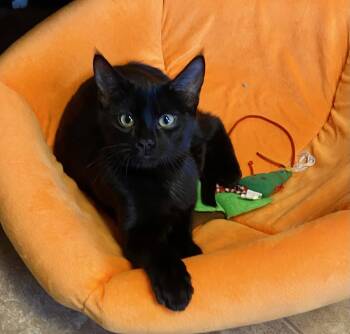 Morrigan -  Domestic Short Hair Cat for Adoption in Fargo, North Dakota - Morrigan | PetCurious