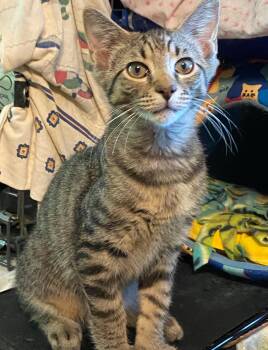 Rescue Tabby Cats for Adoption in Philadelphia, Pennsylvania - Evan | PetCurious