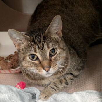 Barker -  Domestic Short Hair Cat for Adoption in Titusville, Florida - Barker | PetCurious