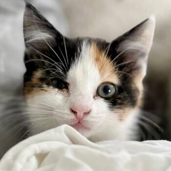 Snickers -  Domestic Short Hair Cat for Adoption in Rochester, Minnesota - Snickers | PetCurious