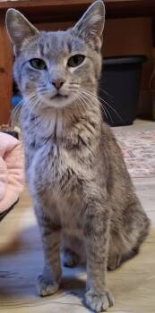 Domestic Short Hair Cats Available for Adoption in Webster City, Iowa - Dahlia | PetCurious