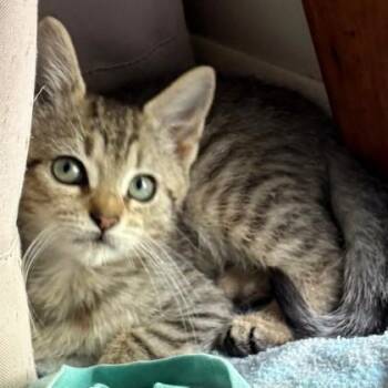 Junebug -  Domestic Short Hair Cat for Adoption in Wheaton, Illinois - Junebug | PetCurious