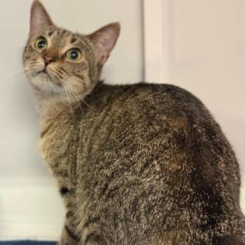 Connie -  Domestic Short Hair Cat for Adoption in Sarasota, Florida - Connie | PetCurious