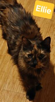 Ellie -  American Shorthair Cat for Adoption in Albuquerque, New Mexico - Ellie | PetCurious
