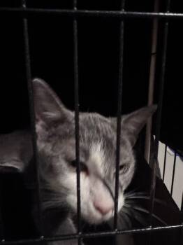 Pecan -  Tabby Cat for Adoption in San Antonio, Texas - Pecan | PetCurious