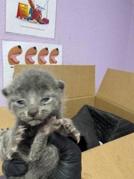 Domestic Short Hair Cats Available for Adoption in El Paso, Texas - 60917271 | PetCurious