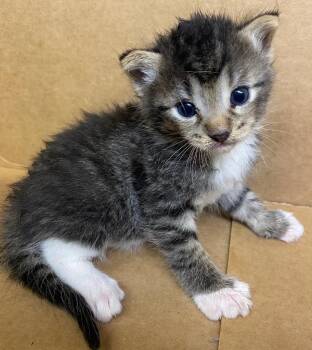 Harbor -  Domestic Short Hair Cat for Adoption in Lockhart, Texas - Harbor | PetCurious