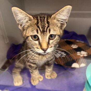 Mr. Toestada -  Domestic Short Hair Cat for Adoption in Lakewood, California - Mr. Toestada | PetCurious