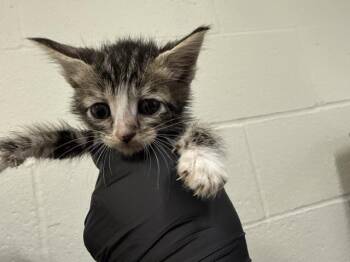 A1918888 -  Domestic Short Hair Cat for Adoption in Thousand Palms, California - A1918888 | PetCurious