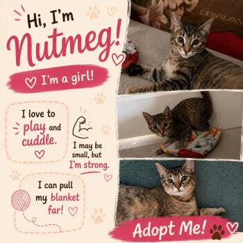 Nutmeg -  Domestic Short Hair Cat for Adoption in Mount Laurel Township, New Jersey - Nutmeg | PetCurious