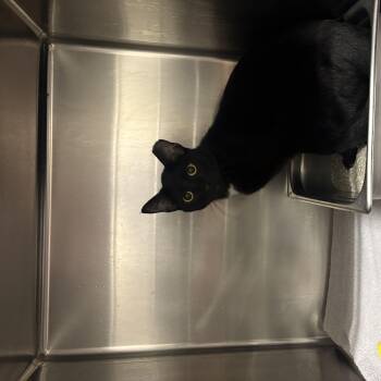 Topaz -  Domestic Short Hair Cat for Adoption in Saint Charles, Missouri - Topaz | PetCurious