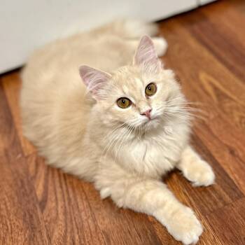 Domestic Long Hair Cats Available for Adoption - Toffee | PetCurious