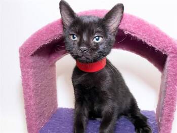 MARGARITA -  Domestic Short Hair Cat for Adoption in Fort Lauderdale, Florida - MARGARITA | PetCurious