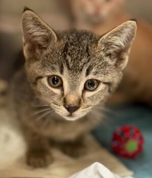 Stray-Quan -  Domestic Short Hair Cat for Adoption in Sherwood, Arkansas - Stray-Quan | PetCurious