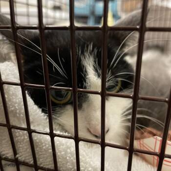 Nina Simone -  Domestic Short Hair Cat for Adoption in Chicago, Illinois - Nina Simone | PetCurious