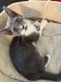 Rescue Domestic Short Hair Cats for Adoption in Campbellsville, Kentucky - Lilith | PetCurious