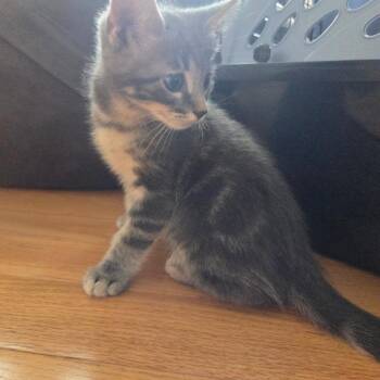 Domestic Short Hair Cats Available for Adoption in Brea, California - Tzatziki | PetCurious