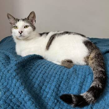 Rescue Domestic Short Hair Cats for Adoption in West Deptford, New Jersey - Floracita | PetCurious