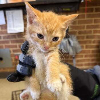 Mollie -  Domestic Short Hair Cat for Adoption in Birmingham, Alabama - Mollie | PetCurious