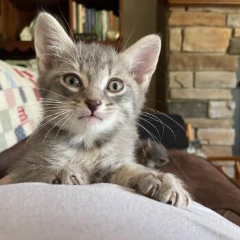 Tommy -  Domestic Short Hair Cat Available for Adoption in Columbus, North Carolina - Tommy | PetCurious