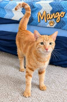 Mango...head chef at the biscuit factory -  Domestic Short Hair Cat for Adoption in Murfreesboro, Tennessee - Mango...head Chef At The Biscuit Factory | PetCurious