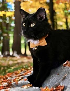 Neyo -  Domestic Long Hair and Domestic Short Hair Cat for Adoption in Fort Worth, Texas - Neyo | PetCurious