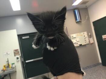 Domestic Short Hair Cats Available for Adoption in Thousand Palms, California - PANINI | PetCurious
