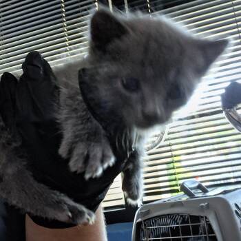 Jordan -  Domestic Short Hair Cat for Adoption in Riverside, California - Jordan | PetCurious