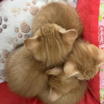 Domestic Short Hair Cats Available for Adoption in Nashville, Tennessee - Matthew | PetCurious