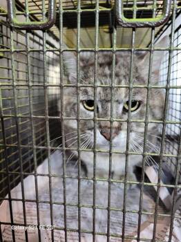 SIR WINSTON -  Domestic Short Hair Cat for Adoption in San Antonio, Texas - SIR WINSTON | PetCurious