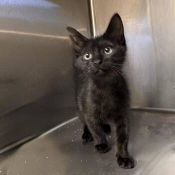 Candy -  Domestic Short Hair Cat for Adoption in Palm Springs, California - Candy | PetCurious