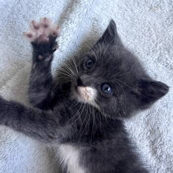 Gordy -  Russian Blue and Domestic Short Hair Cat for Adoption in Fresno, California - Gordy | PetCurious