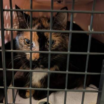 Domestic Short Hair Cats Available for Adoption in Fairport, New York - Tiana | PetCurious