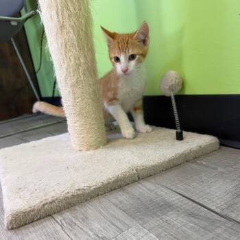 Porky Pig -  Domestic Short Hair Cat for Adoption in Ottawa, Kansas - Porky Pig | PetCurious