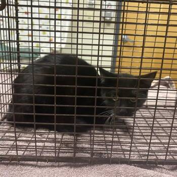 A614404 -  Domestic Short Hair Cat for Adoption in Modesto, California - A614404 | PetCurious