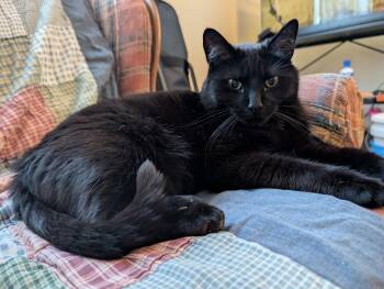Cora -  Domestic Short Hair Cat for Adoption in Delta, Ohio - Cora | PetCurious