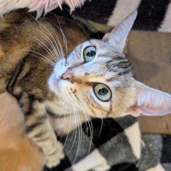 Domestic Short Hair Cats Available for Adoption - Handy Mandy | PetCurious