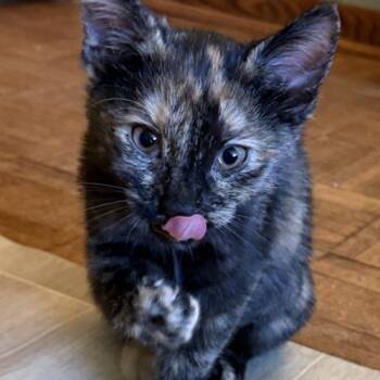 Brownie -  Domestic Short Hair Cat for Adoption in Kenosha, Wisconsin - Brownie | PetCurious