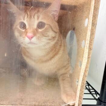 Domestic Short Hair Cats Available for Adoption in Philadelphia, Pennsylvania - Max Millie | PetCurious