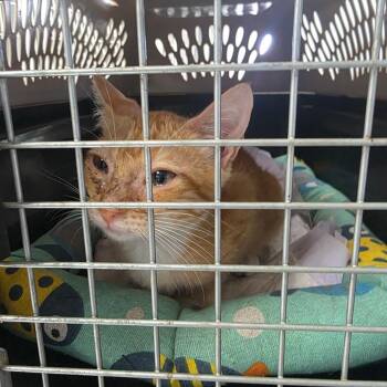 Charlie -  Domestic Short Hair Cat for Adoption in Duncan, Oklahoma - Charlie | PetCurious