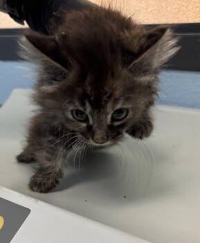 Sf-7c Paprika -  Domestic Medium Hair Cat for Adoption in Lawrenceville, Georgia - Sf-7c Paprika | PetCurious