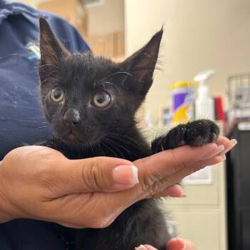 Big Mac -  Domestic Short Hair Cat for Adoption in Austin, Texas - Big Mac | PetCurious