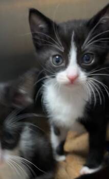 Rescue Domestic Short Hair Cats for Adoption in Ellijay, Georgia - Derry | PetCurious