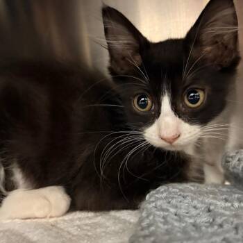 Reeses Pieces -  Domestic Medium Hair Cat for Adoption in West Palm Beach, Florida - Reeses Pieces | PetCurious