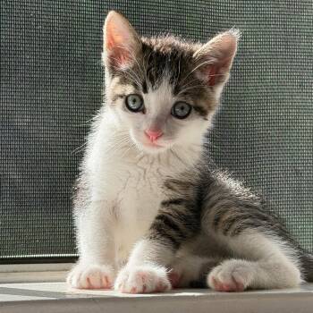 Little Orphan Andy -  Tabby Cat for Adoption in San Juan Capistrano, California - Little Orphan Andy | PetCurious