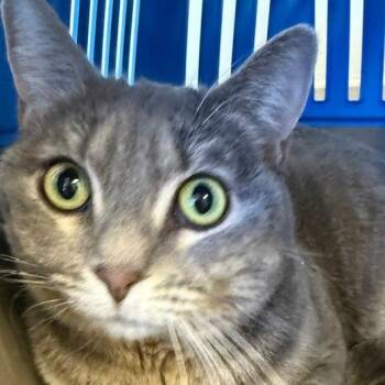 Domestic Short Hair Cats Available for Adoption in Las Vegas, Nevada - Smurfy | PetCurious