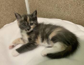 Domestic Short Hair and Dilute Calico Cats Available for Adoption in Mccormick, South Carolina - Athena | PetCurious