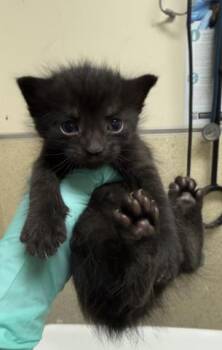JUNEBUG -  Domestic Short Hair Cat for Adoption in Riverside, California - JUNEBUG | PetCurious