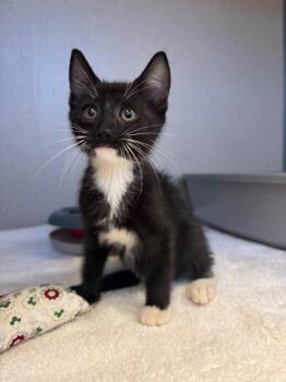 Happy -  Domestic Short Hair Cat for Adoption in Liverpool, New York - Happy | PetCurious