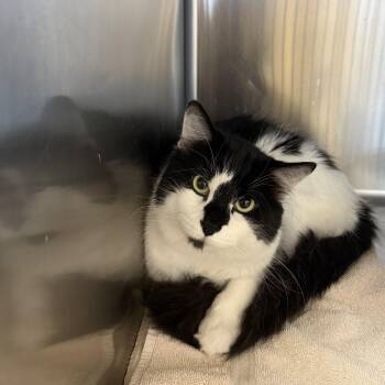 Rescue Domestic Medium Hair Cats for Adoption in Washington, Utah - CHIP | PetCurious